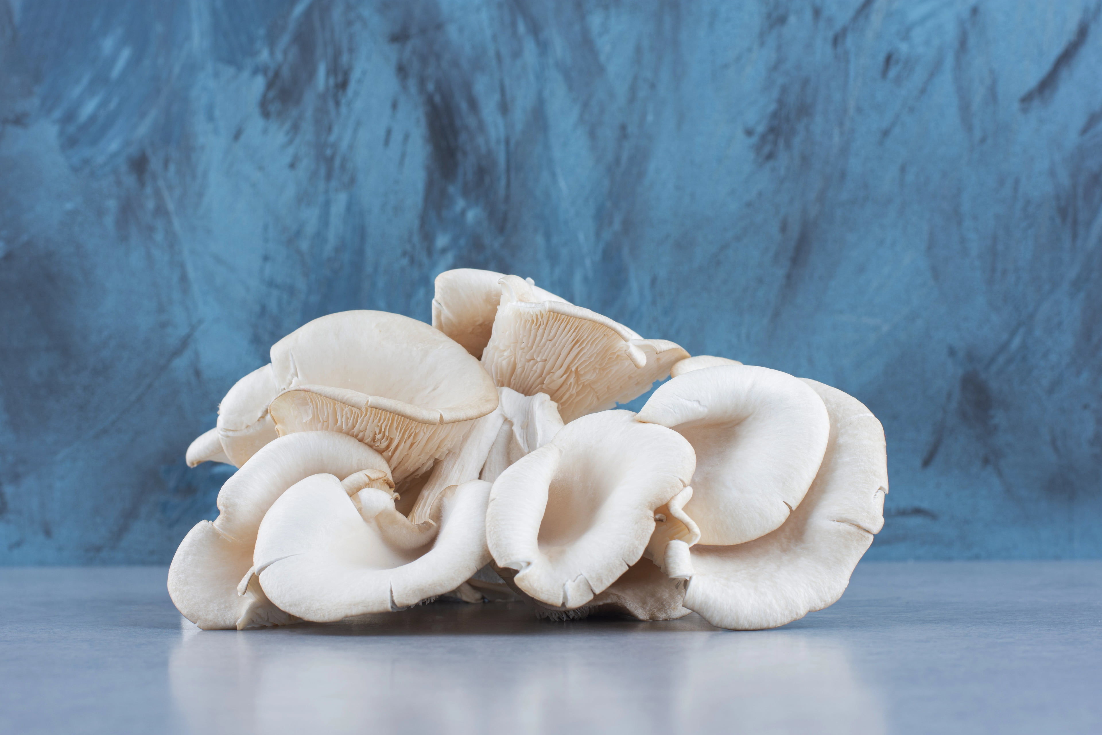 Fresh Oyster mushrooms from SP Harvest Sri Lanka